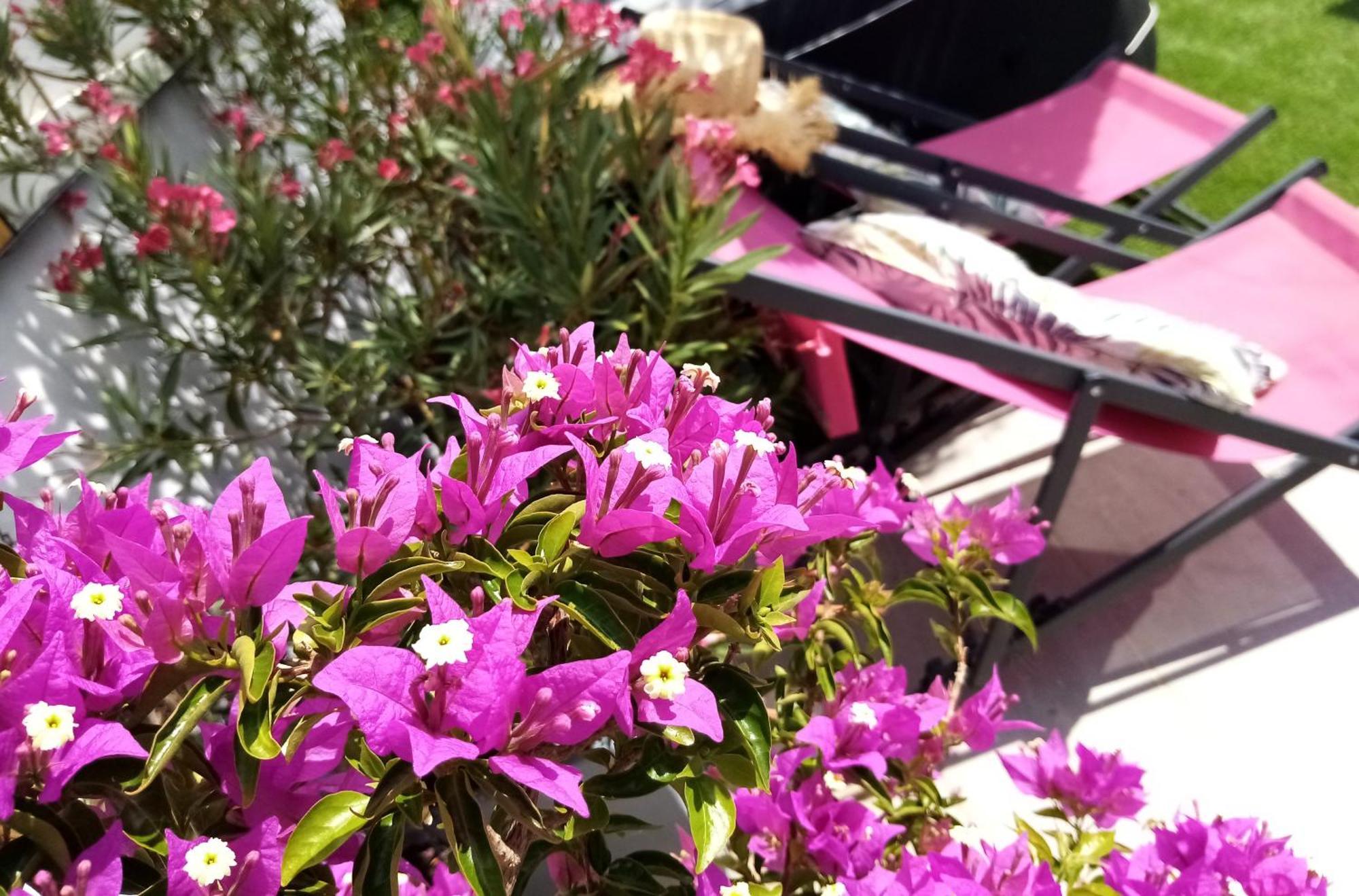 Le Petit Patio Bed & Breakfast Aigues-Mortes Dış mekan fotoğraf