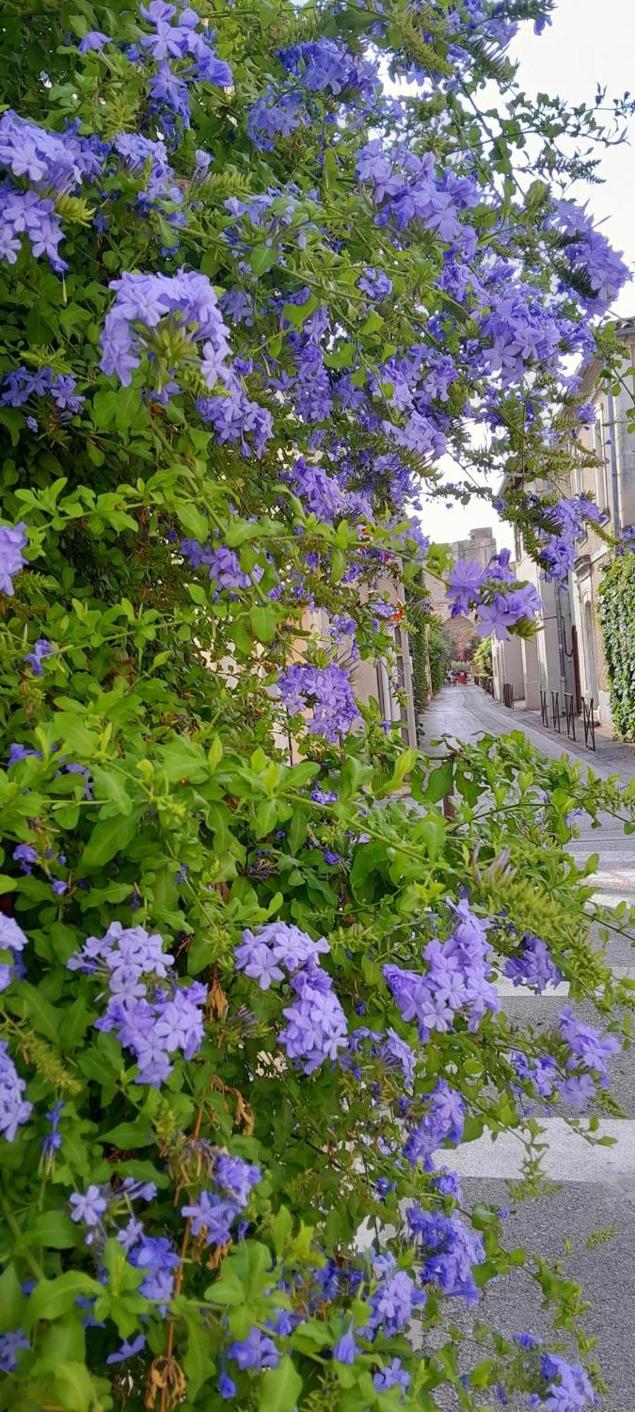 Le Petit Patio Bed & Breakfast Aigues-Mortes Dış mekan fotoğraf