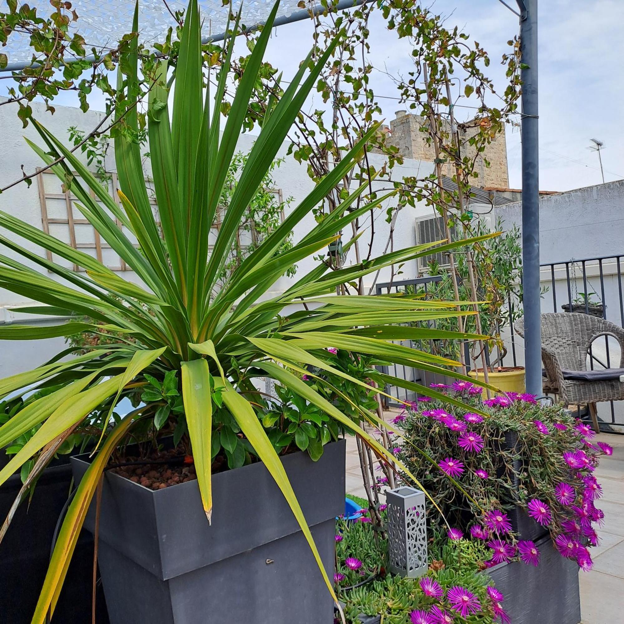 Le Petit Patio Bed & Breakfast Aigues-Mortes Dış mekan fotoğraf