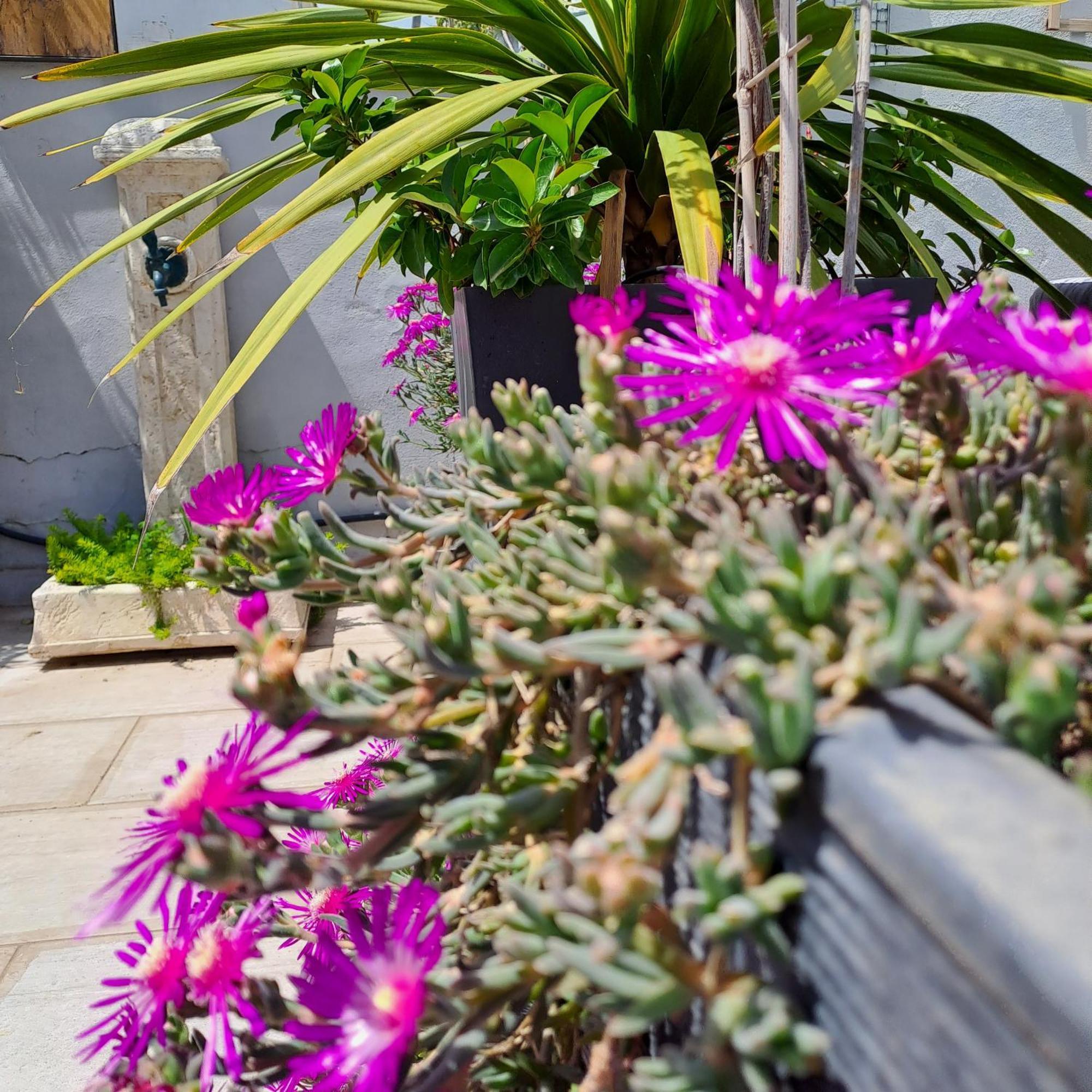 Le Petit Patio Bed & Breakfast Aigues-Mortes Dış mekan fotoğraf