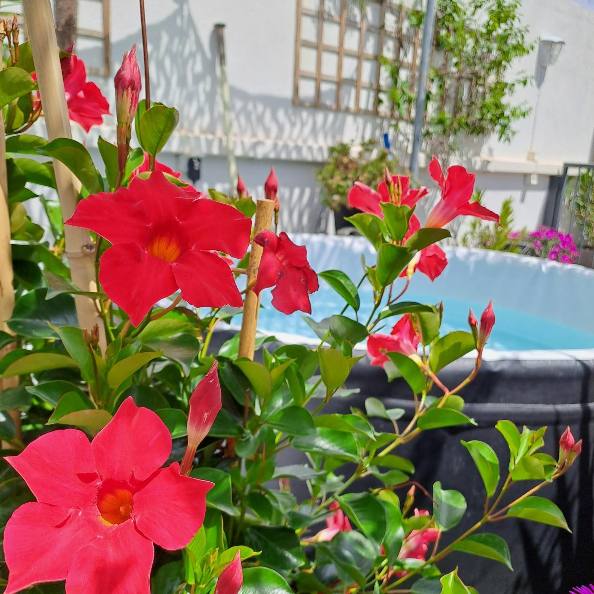 Le Petit Patio Bed & Breakfast Aigues-Mortes Dış mekan fotoğraf