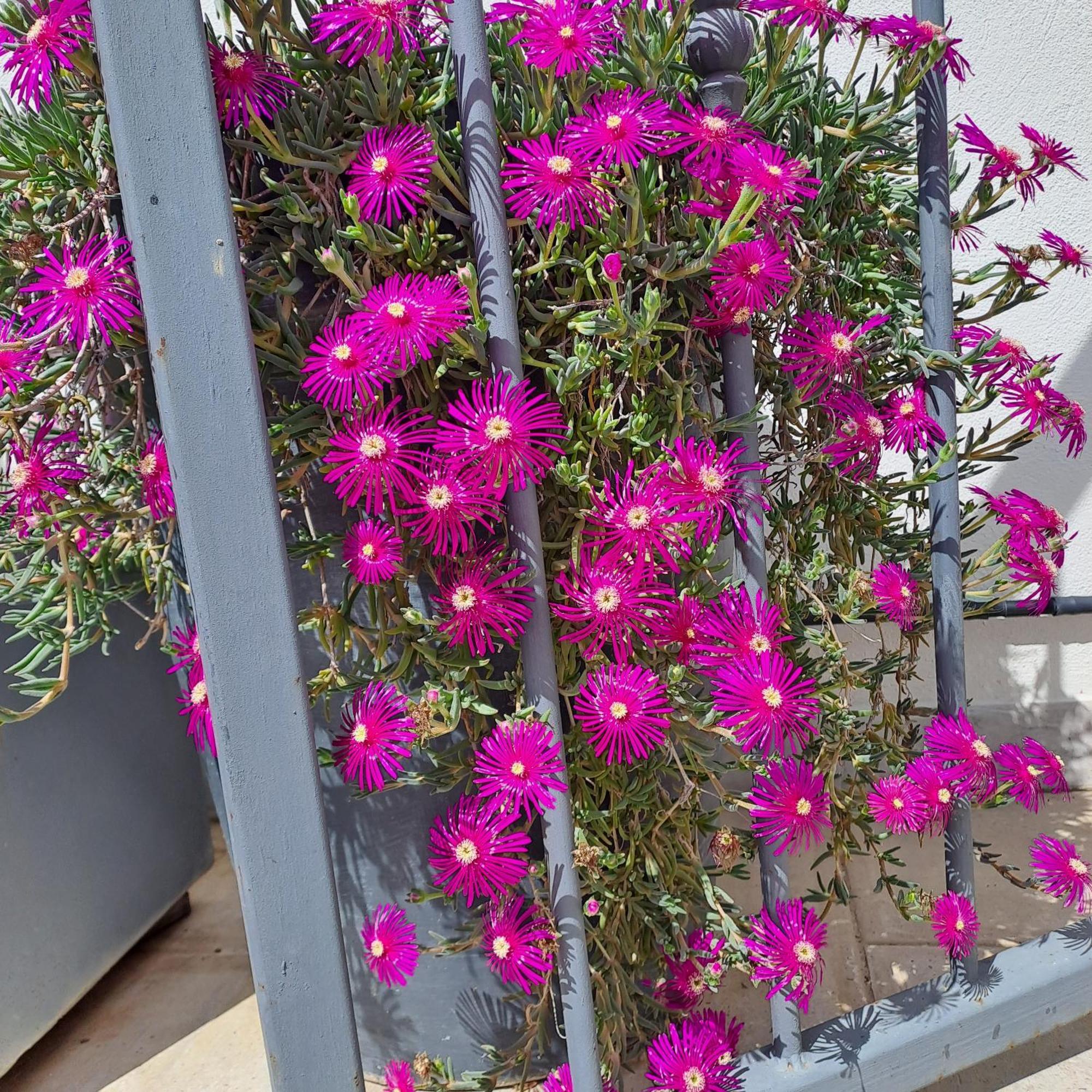 Le Petit Patio Bed & Breakfast Aigues-Mortes Dış mekan fotoğraf