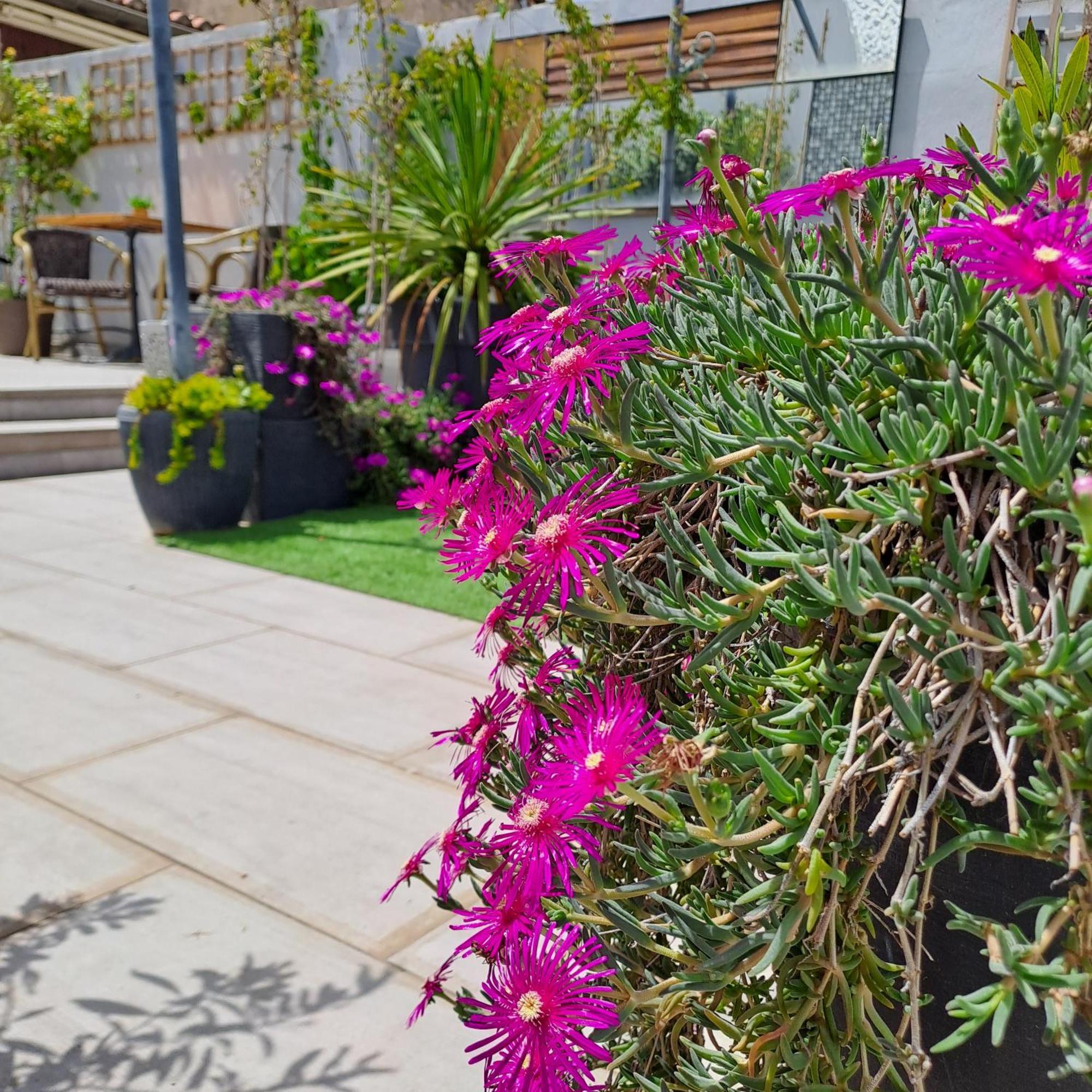 Le Petit Patio Bed & Breakfast Aigues-Mortes Dış mekan fotoğraf